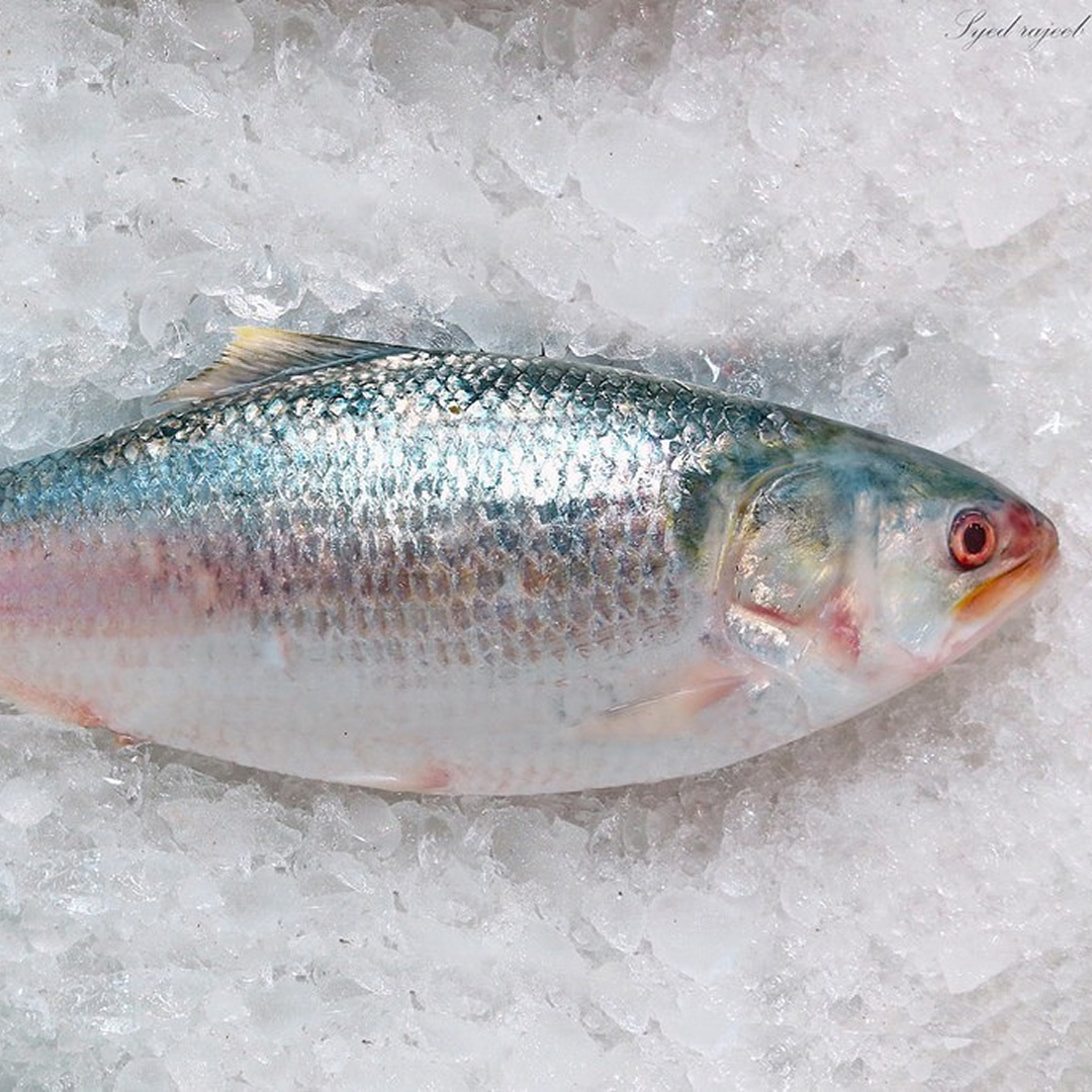 Hilsa Fish Whole Frozen Fresh Water 1000