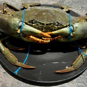 Live Mud Crab