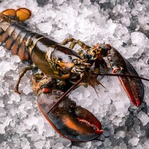 Lobster Whole Canadian