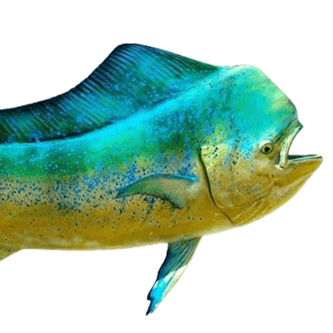 Mahi Mahi Fish