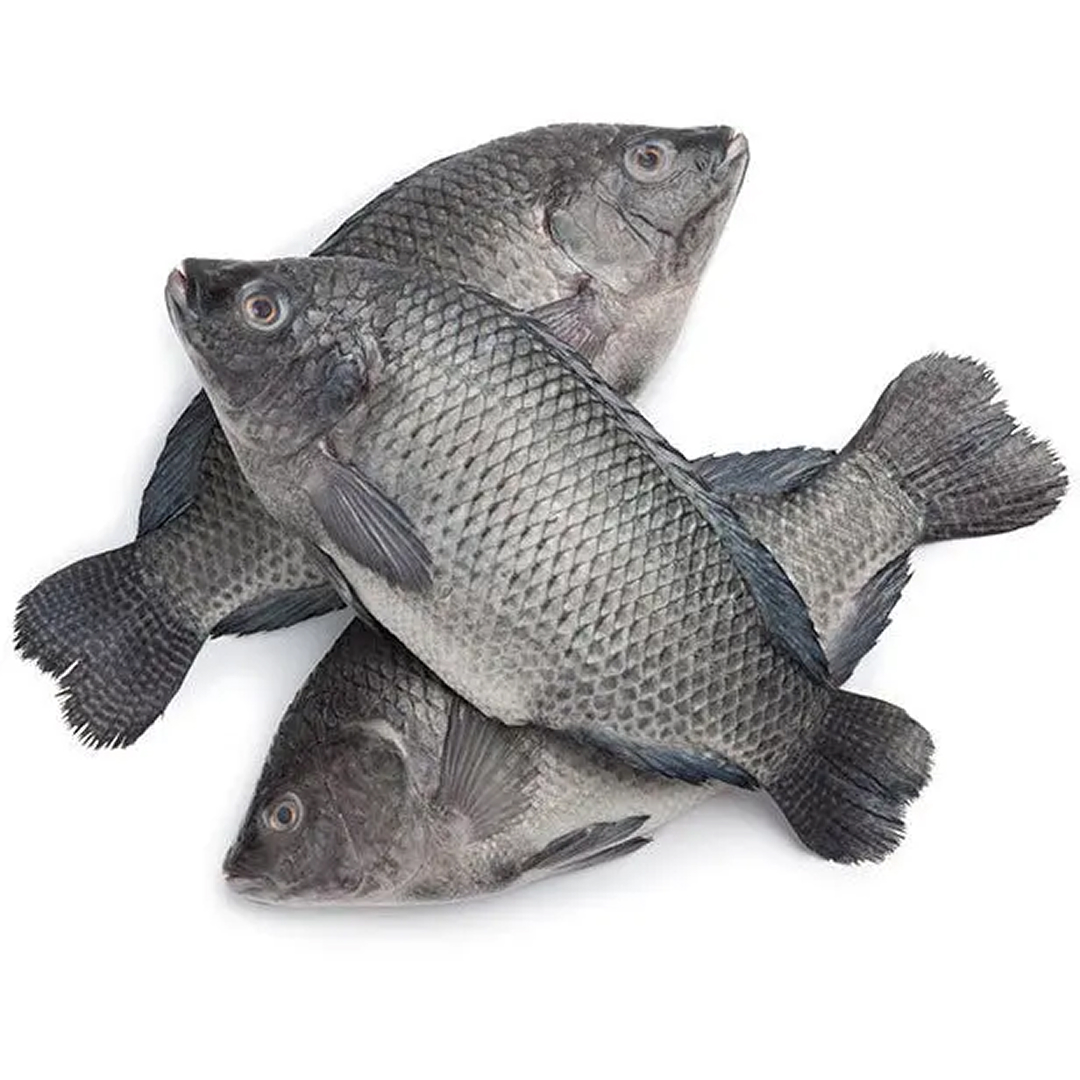 tilapia fish