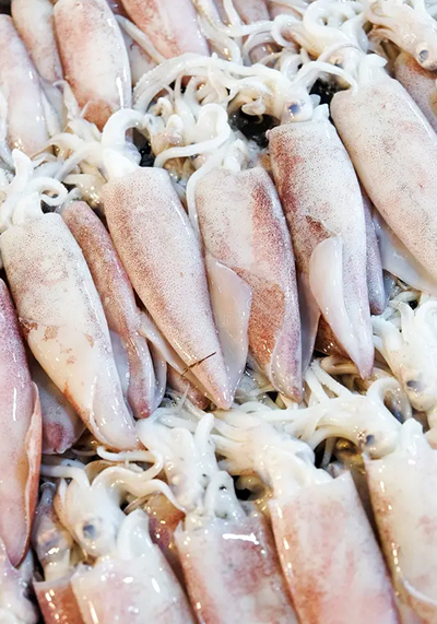 Squids